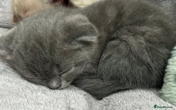 Ragdoll cats for sale: Scottish fold kittens  - Image 5