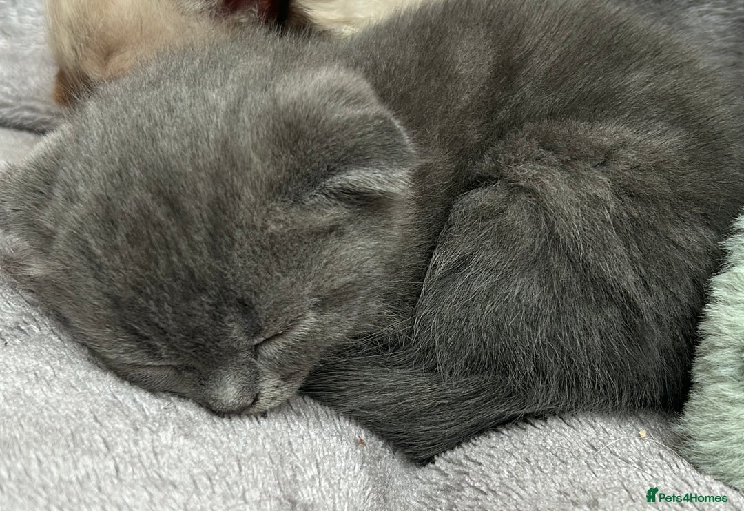 Ragdoll cats for sale: Scottish fold kittens  - Image 5