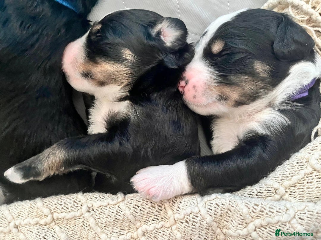 Bernedoodle dogs for sale: Exceptional F1 Bernedoodle Puppies - Advert 17