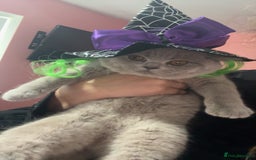 British Shorthair cats for sale: Beautiful British shorthair girl ready now - Advert 6