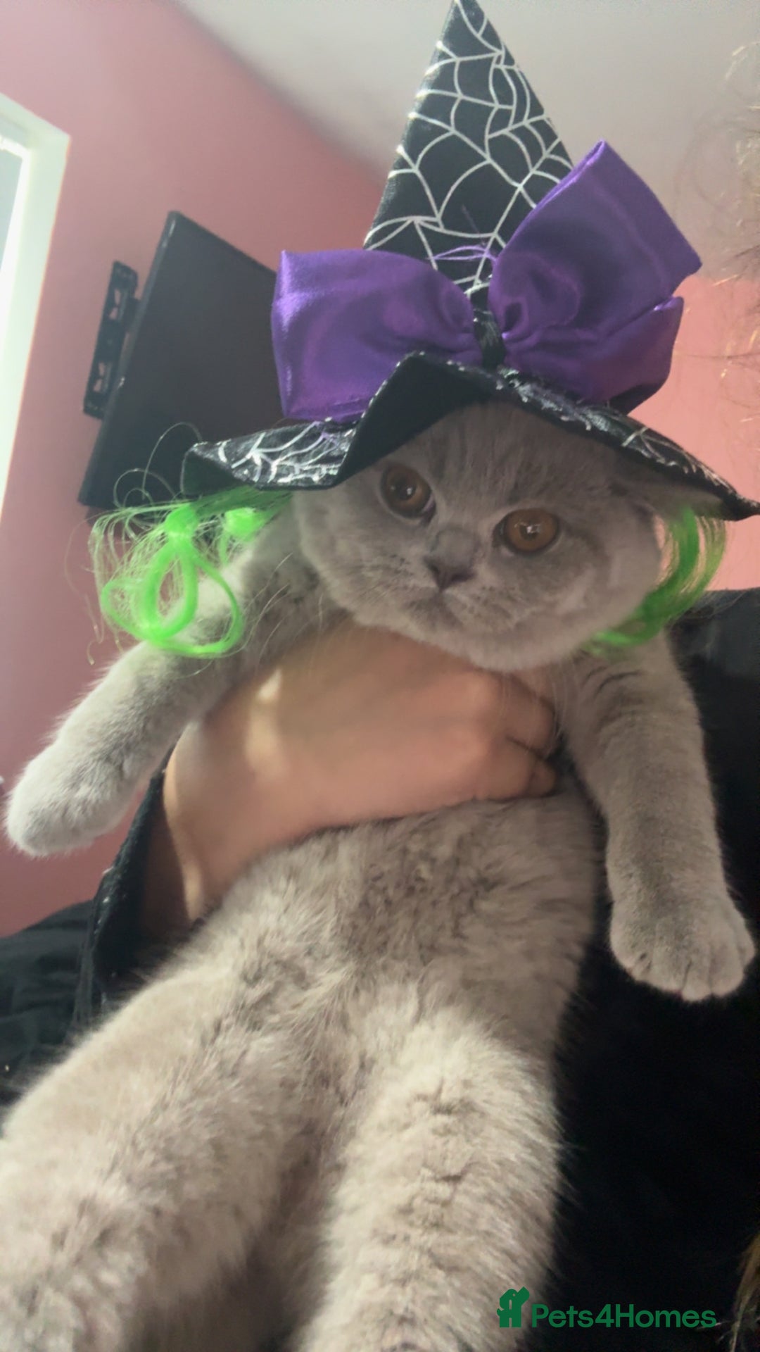 British Shorthair cats for sale: Beautiful British shorthair girl ready now - Advert 6