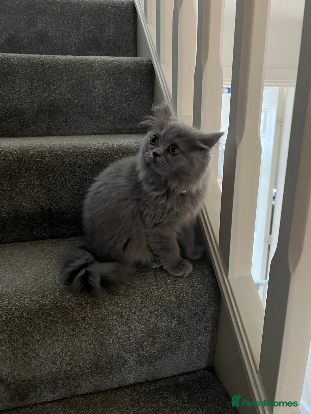 British Shorthair cats for sale: Rare black smoke British short hair kittens - Image 19