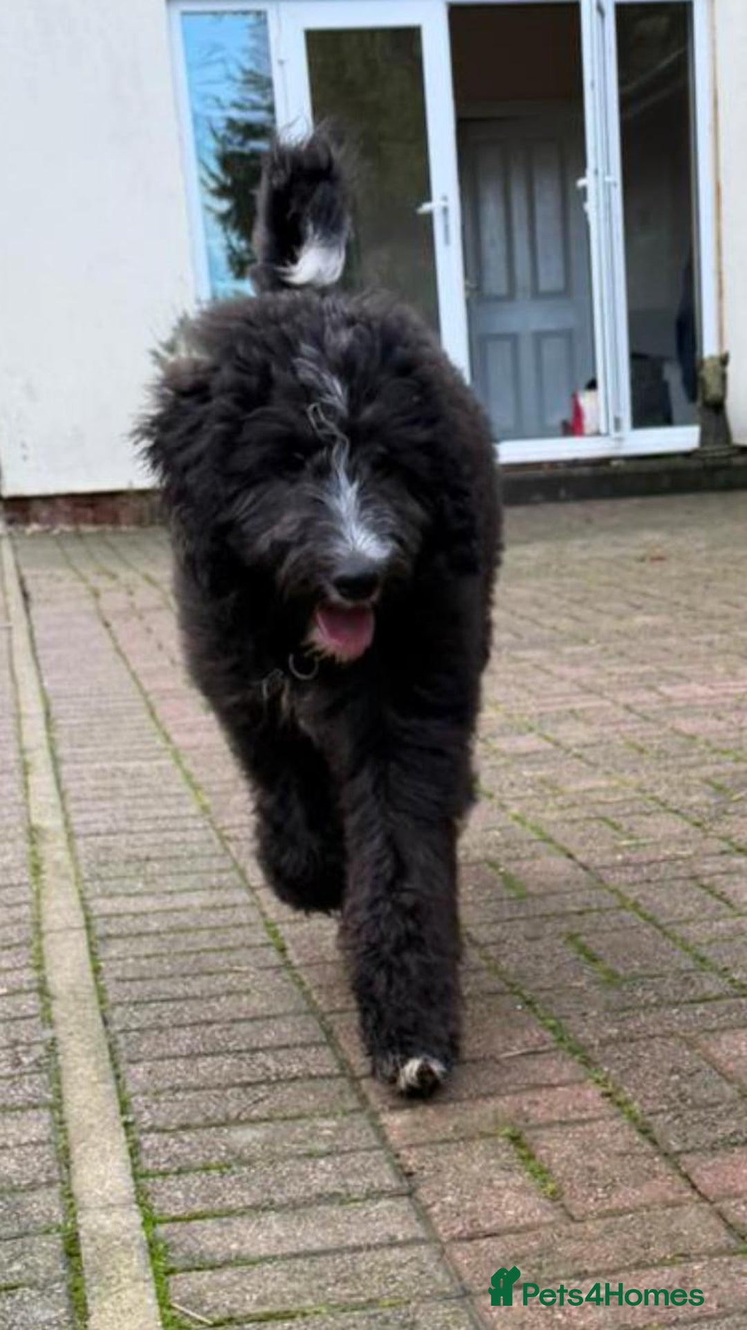 Bernedoodle dogs for sale: Adorable, 19week old bernedoodle boy - Advert 1