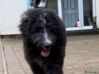 Bernedoodle dogs Adorable, 19week old bernedoodle boy - Advert 6