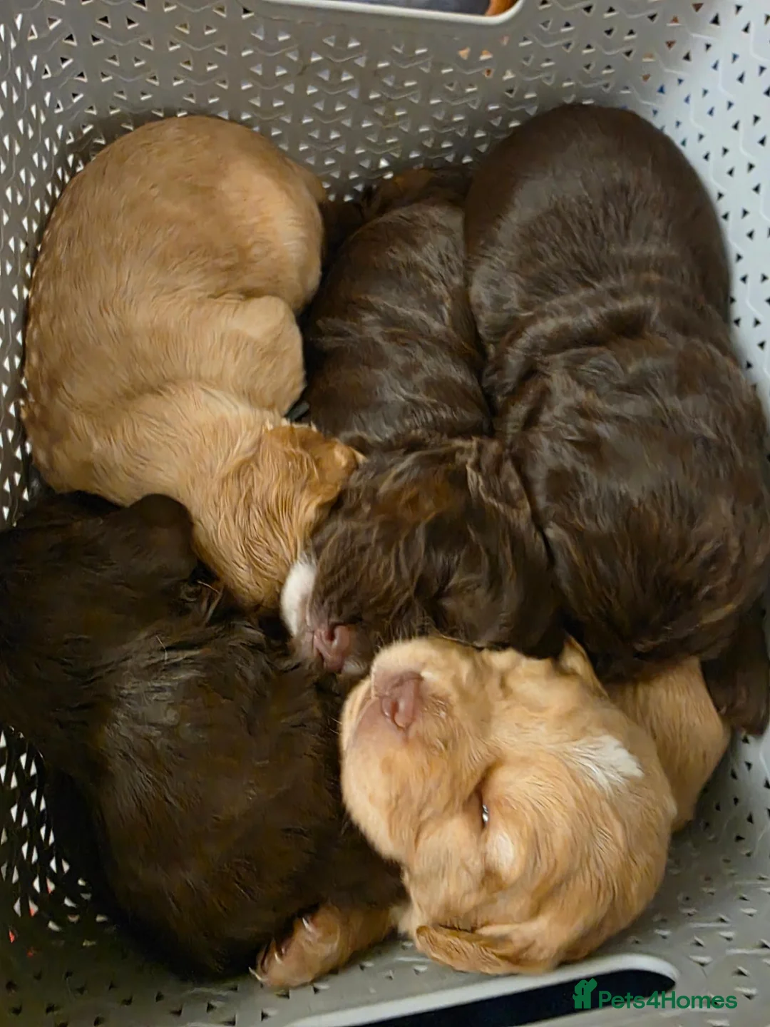 Cocker Spaniel dogs for sale: Beautiful proven cocker spaniels for sale - Advert 1