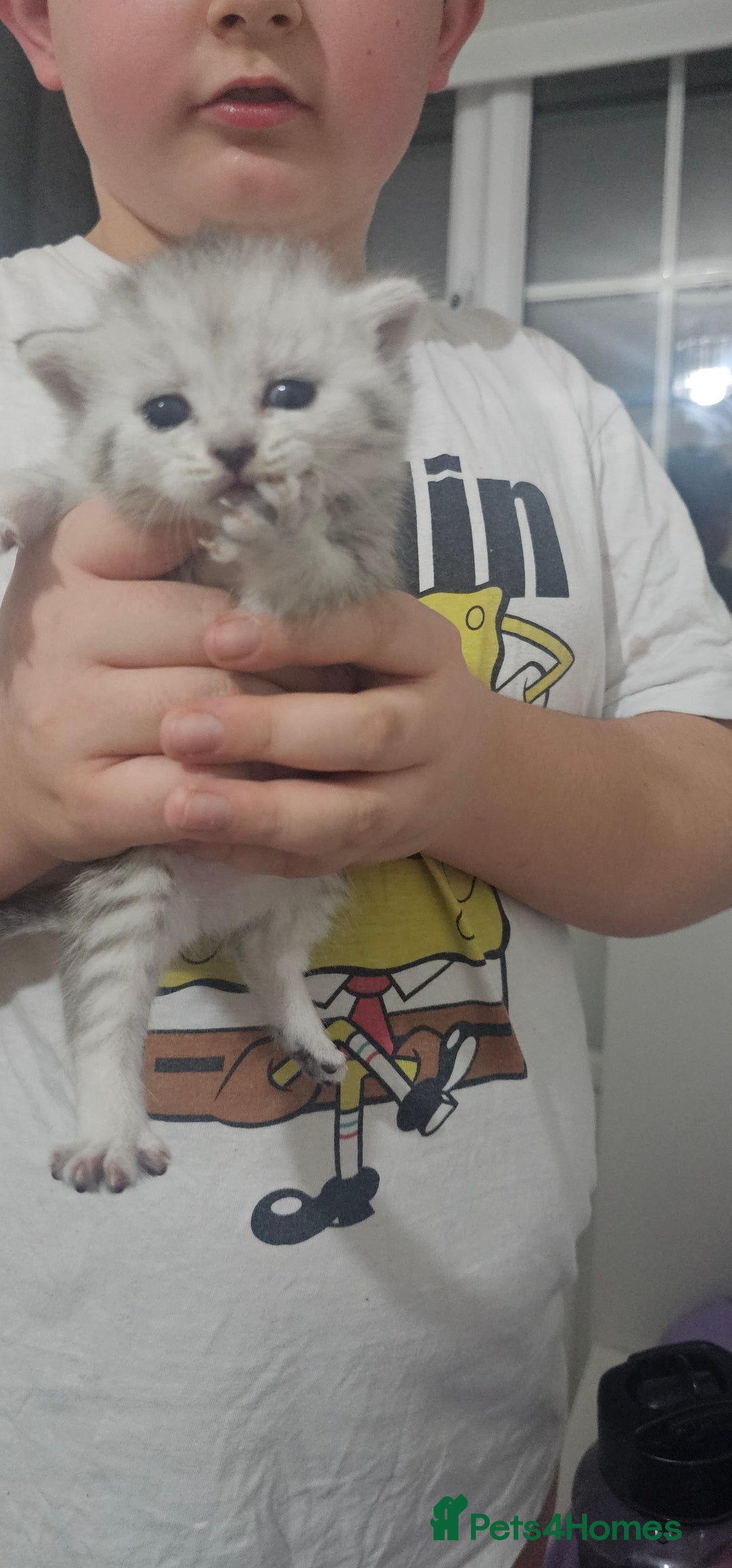 American Shorthair cats for sale: Sweet cats  - Advert 14