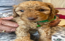 Cavapoo dogs for sale: Quality cavapoo puppies  - Image 4