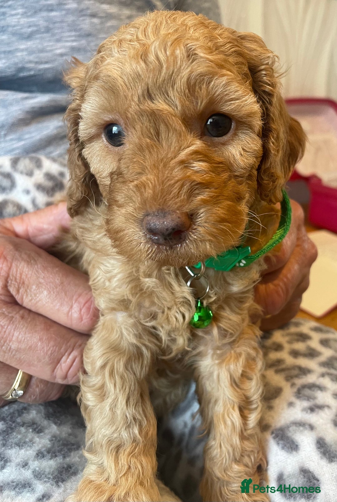 Cavapoo dogs for sale: Quality cavapoo puppies  - Image 4