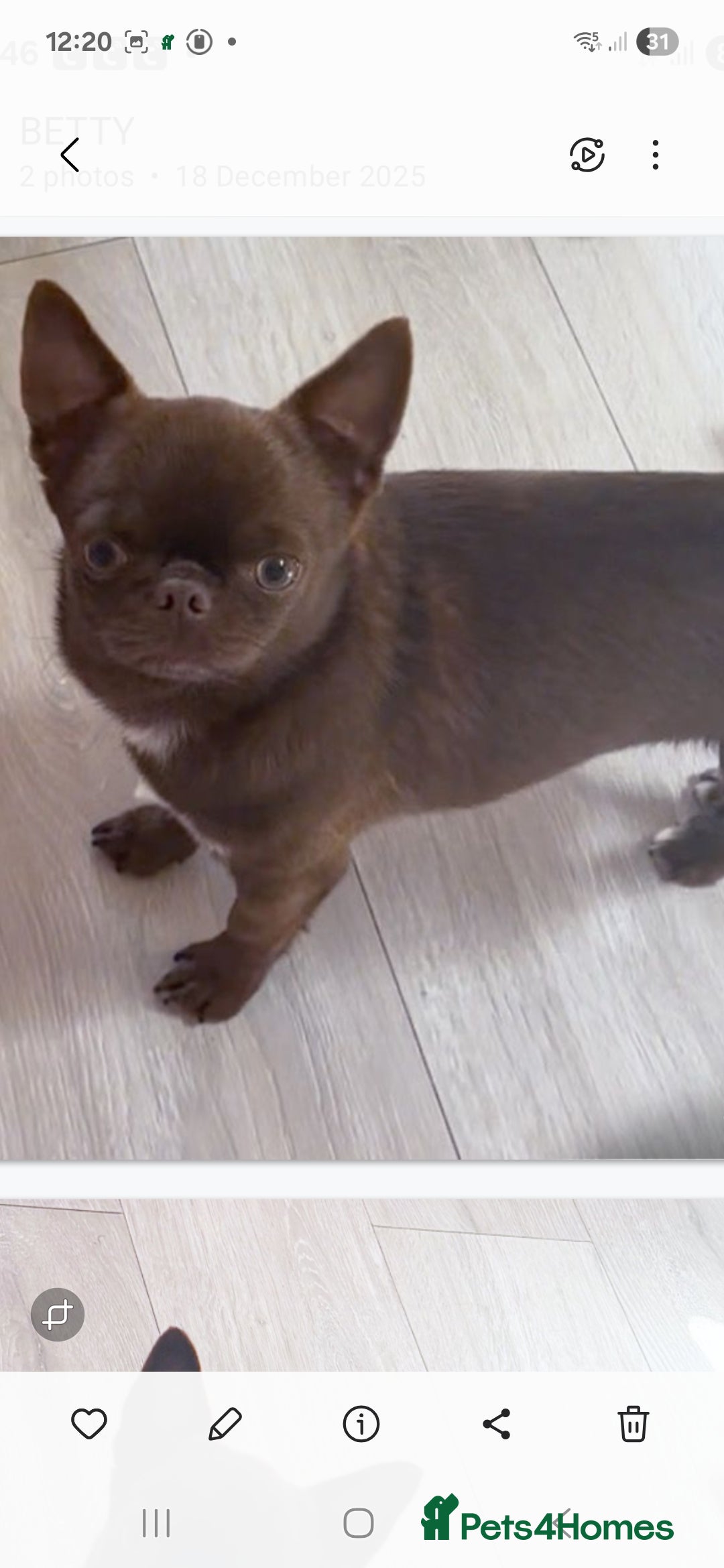 Chihuahua dogs for sale: STUNNING SMOOTH COAT CHIHUAHUAS - Advert 11
