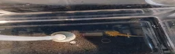 Axolotl reptiles for sale: 2 juvenile axolotls  - Advert 5
