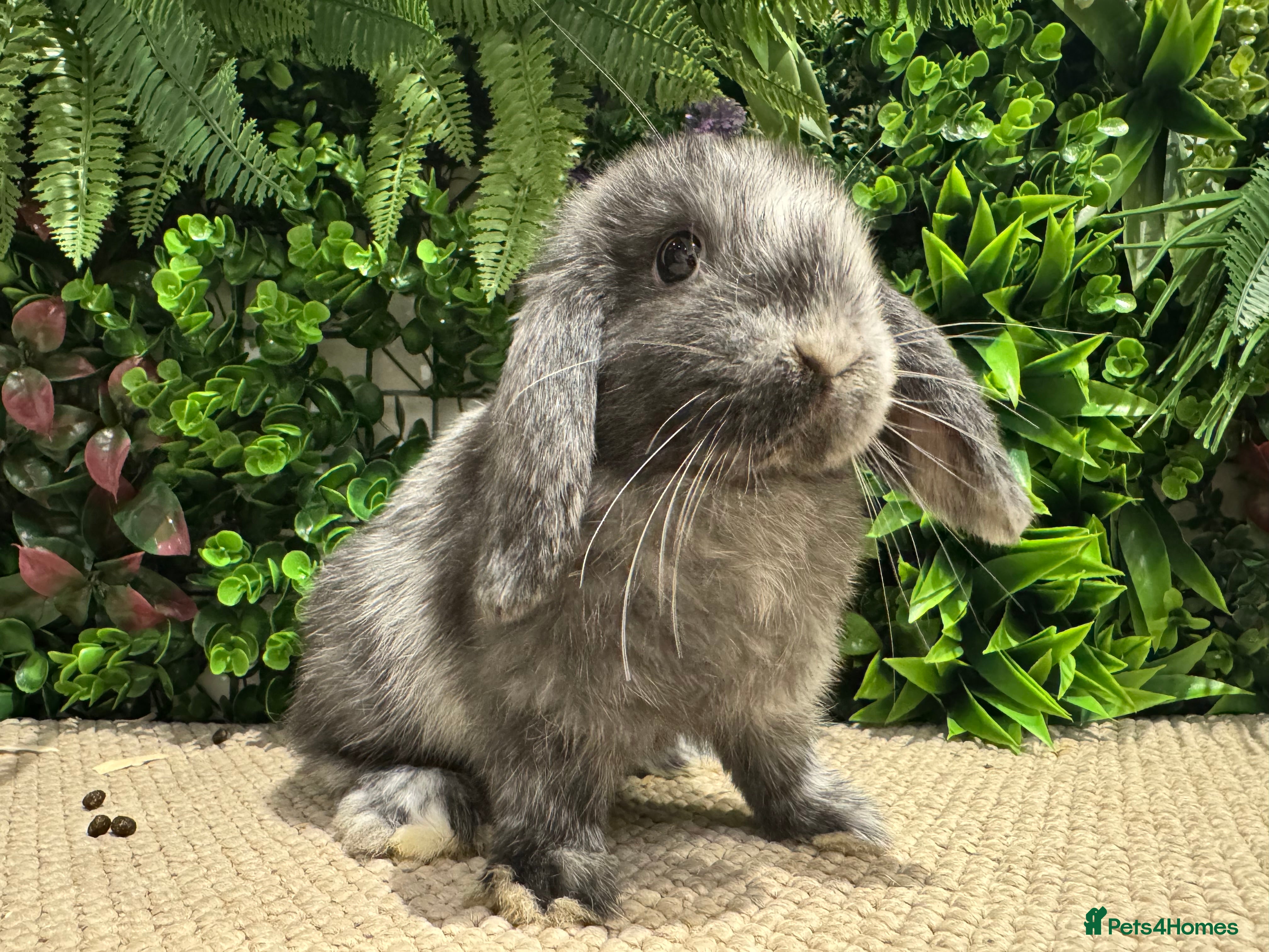 Mini Lop rabbits Mini lops 1 boy left ready to go  - Advert 3
