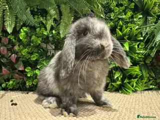 Mini Lop rabbits Mini lops 1 boy left ready to go - Advert 3