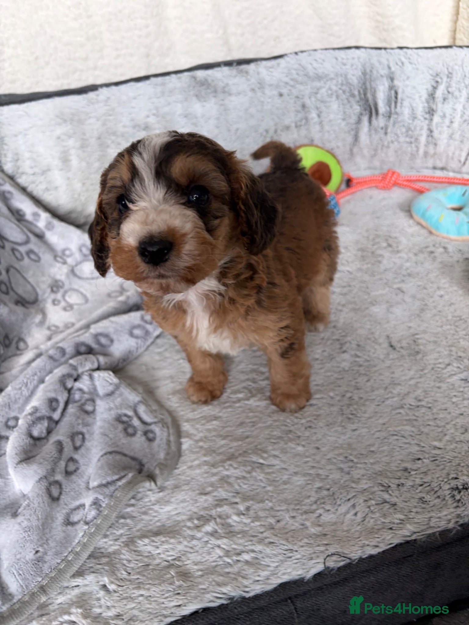 Cockapoo dogs 🐾BEAUTIFUL F1 COCKERPOOS REGISTERED BREEDER 🐾 - Advert 1