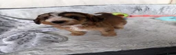 Cockapoo dogs for sale: 🐾BEAUTIFUL F1 COCKERPOOS REGISTERED BREEDER 🐾 - Advert 5