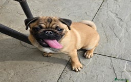 Pug dogs for sale: Stunning Apricot KC reg male pug - Image 7