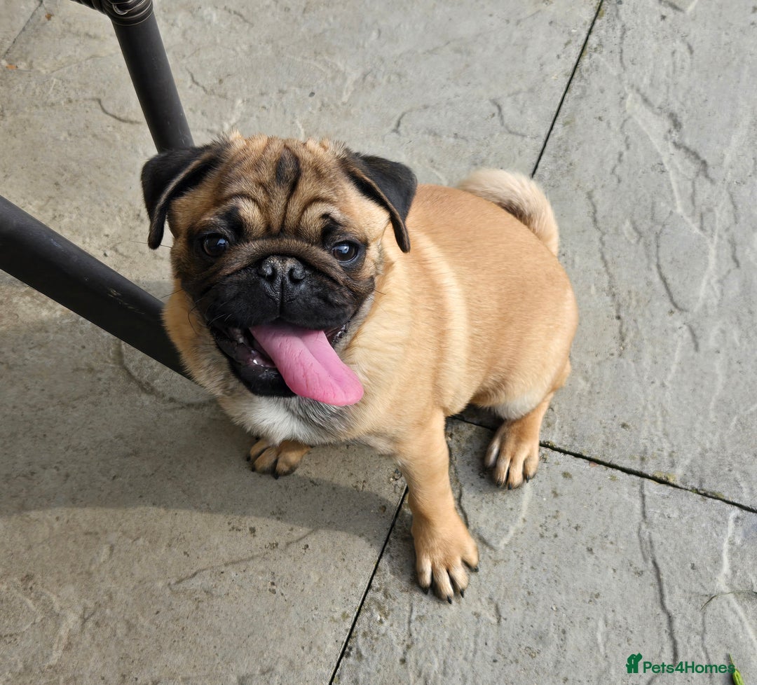Pug dogs for sale: Stunning Apricot KC reg male pug - Image 7