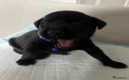 Labrador Retriever dogs for sale: 9 Beautiful Labrador Puppies For Sale  - Image 40