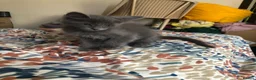 Mixed Breed cats for sale: Our Russian Dolls – Russian Blue × Ragdoll Kittens - Advert 22