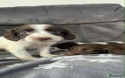 Cocker Spaniel dogs for sale: Cocker Spaniel Puppy’s  - Image 13