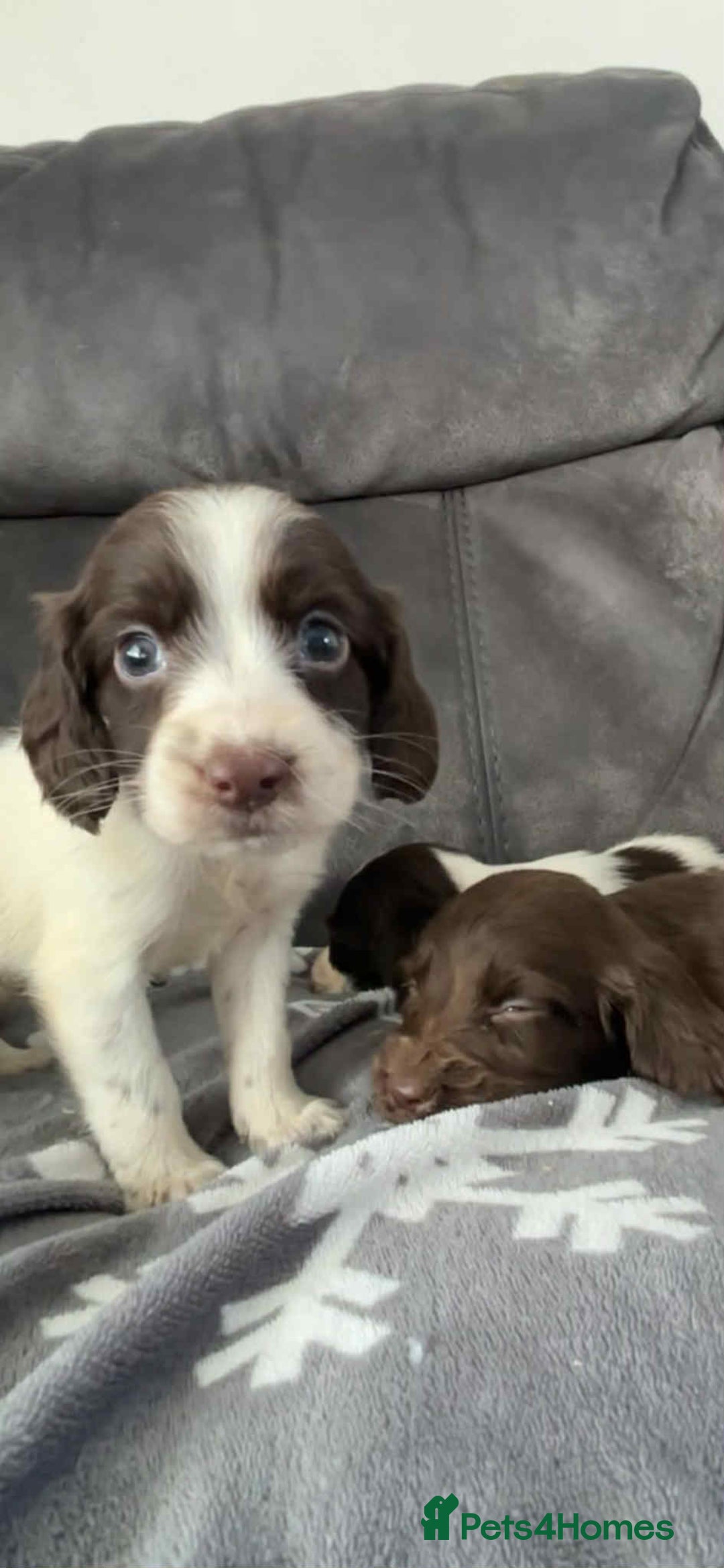 Cocker Spaniel dogs for sale: Cocker Spaniel Puppy’s  - Image 13