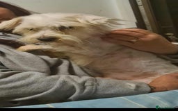 Maltese dogs for adoption: NOEL SMALL BREED 4KG - Advert 2