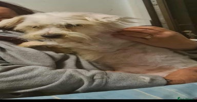 Maltese dogs NOEL SMALL BREED 4KG - Advert 4