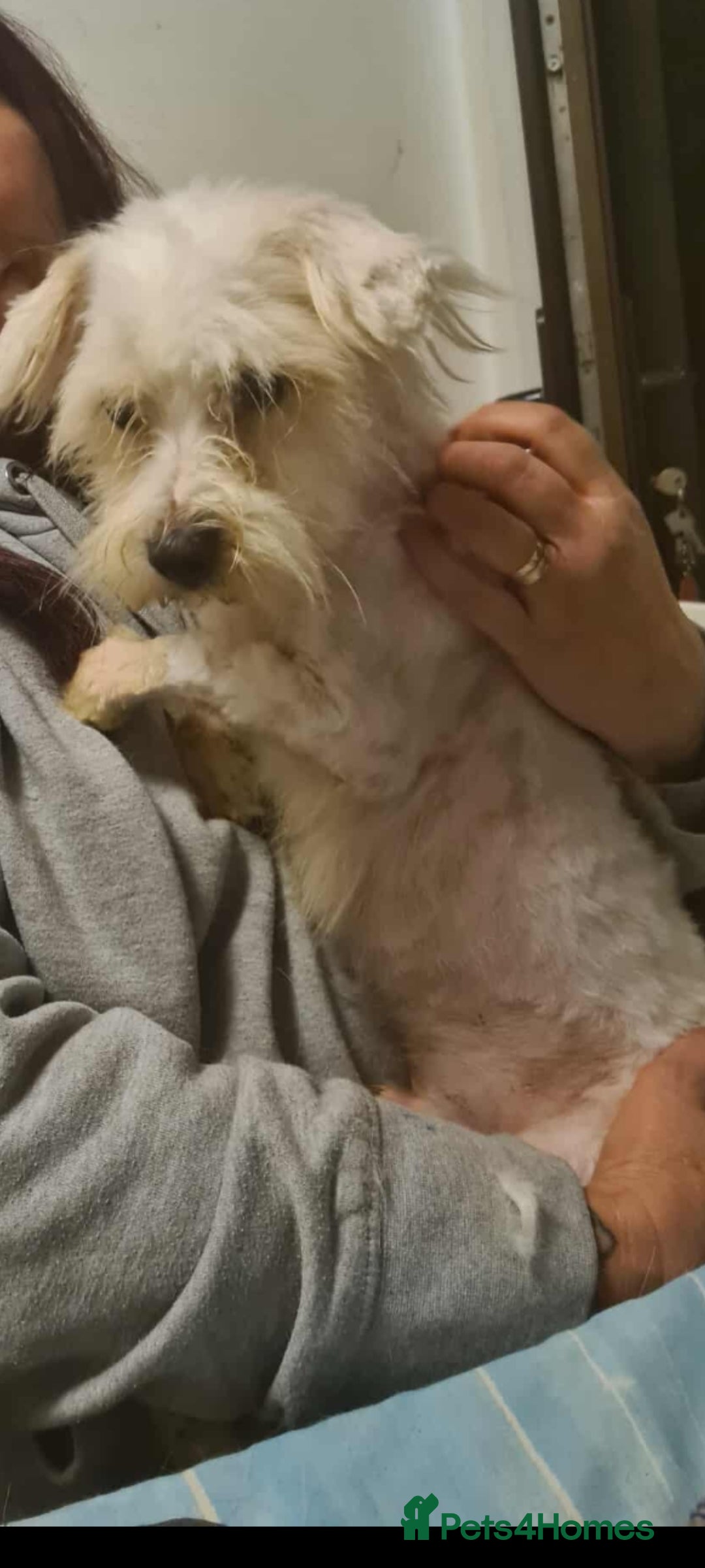 Maltese dogs for adoption: NOEL SMALL BREED 4KG - Advert 2