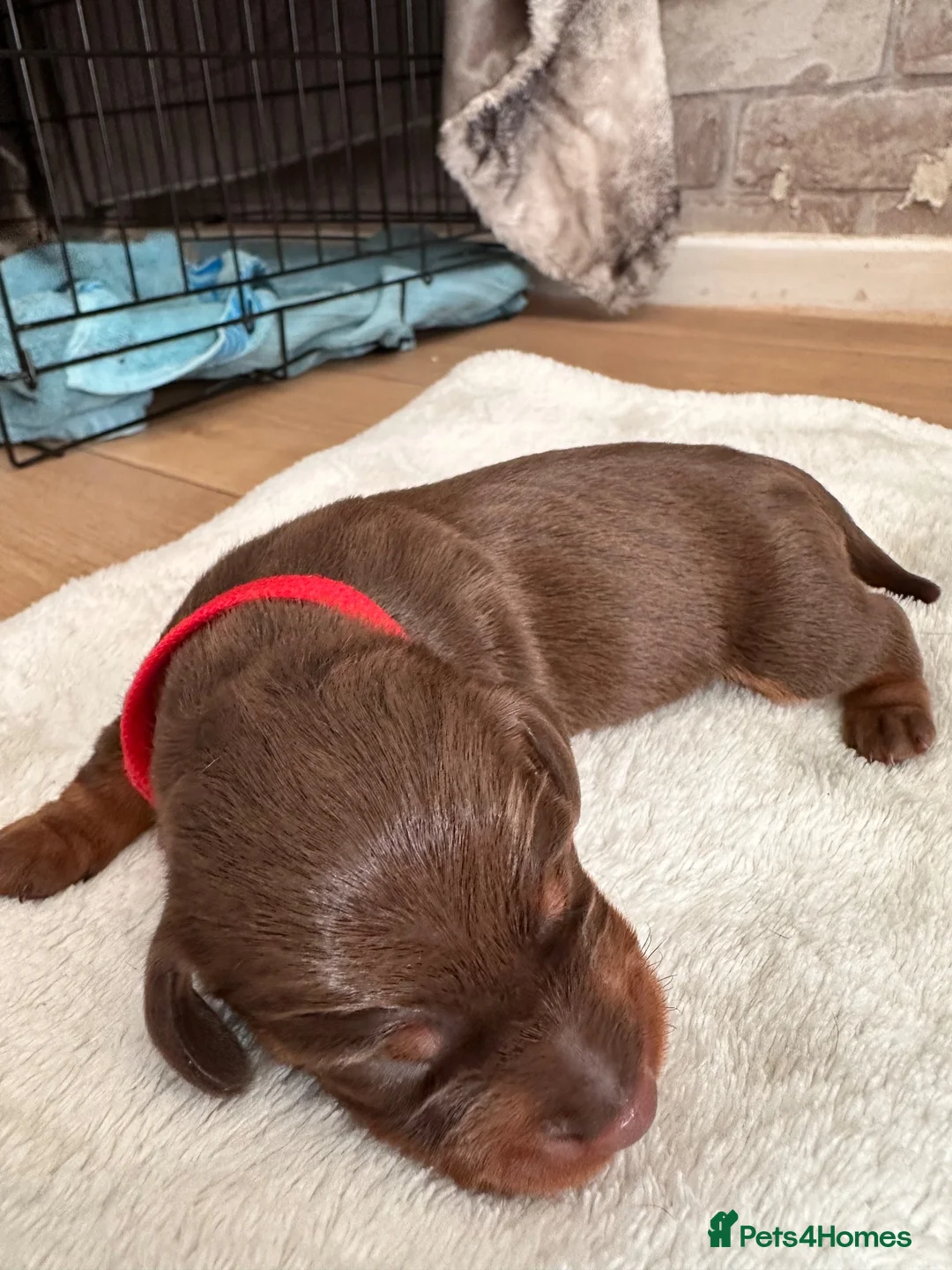 Miniature Dachshund dogs for sale: Miniature dachshund puppies 3 girls and one boy  in Bedford - Advert 14
