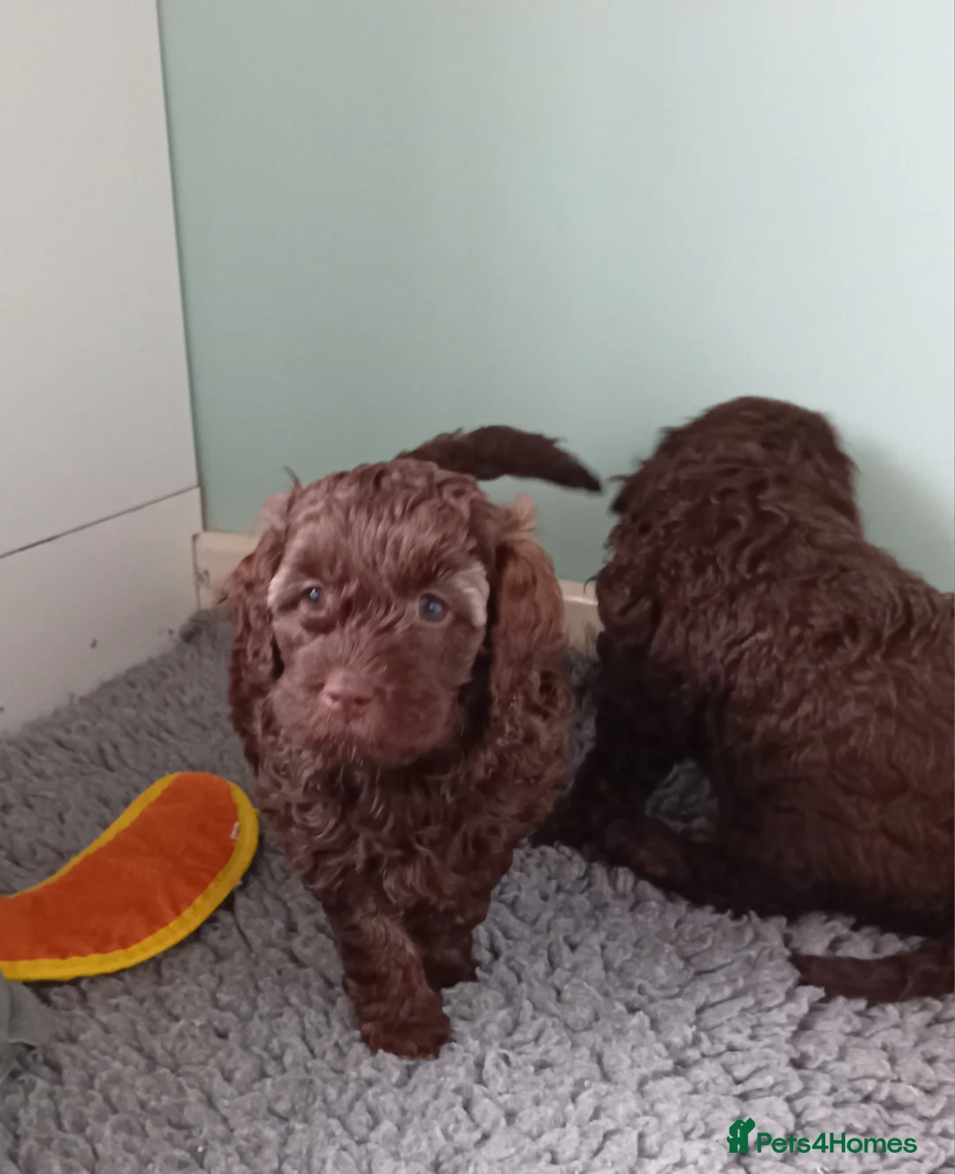 Goldendoodle dogs for sale: Adorable Miniature Double Doodle puppies  - Advert 12