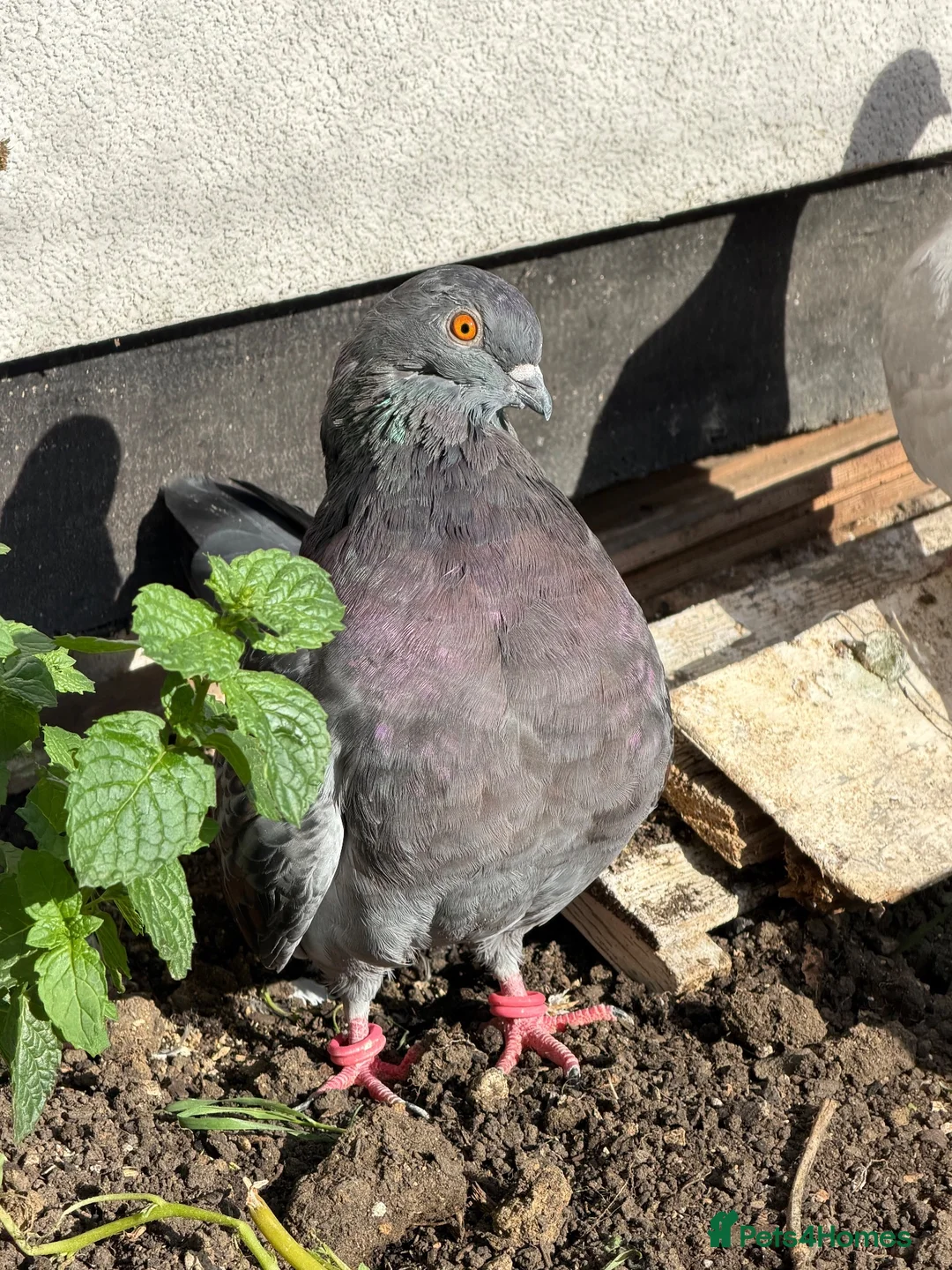 Pigeons birds for sale: Fancy pigeons 🕊️ - Advert 3