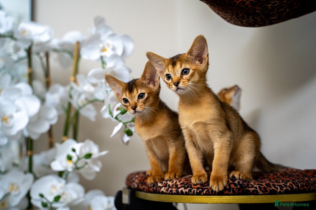Abyssinian cats for sale: Elegant Abyssinian Kittens Champion Lines 🏆 🥇  - Image 17