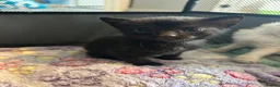 Mixed Breed cats for sale: 2 gorgeous black boys - Advert 6