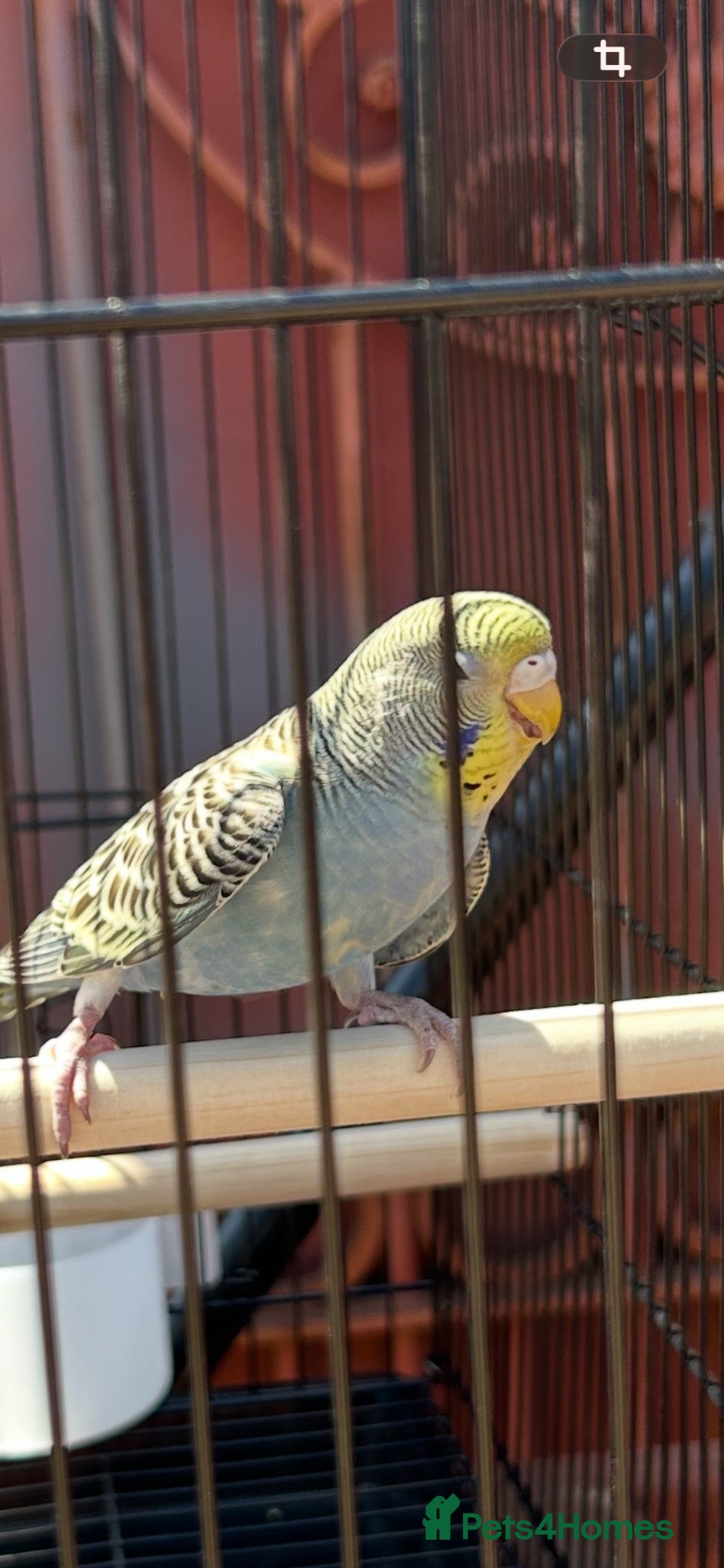 Budgerigars birds Budgerigars - Advert 1