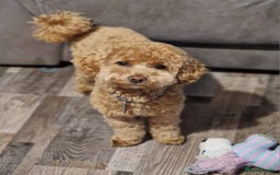 Poochon dogs for stud: Stunning Male poochon for stud  - Image 7