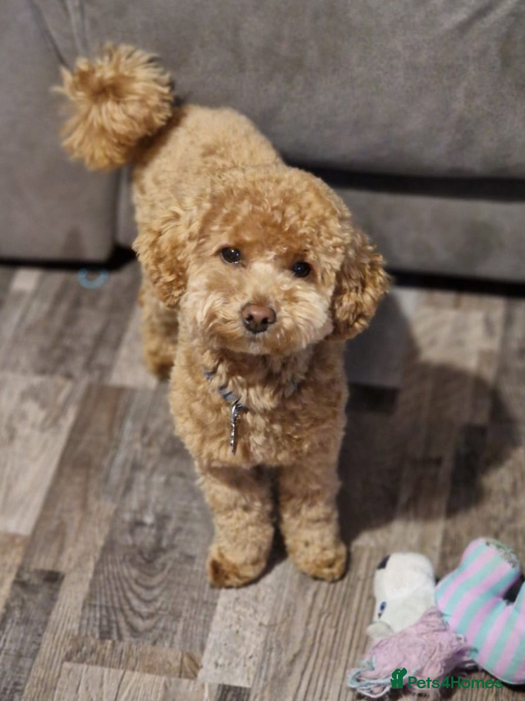 Poochon dogs for stud: Stunning Male poochon for stud  - Image 7