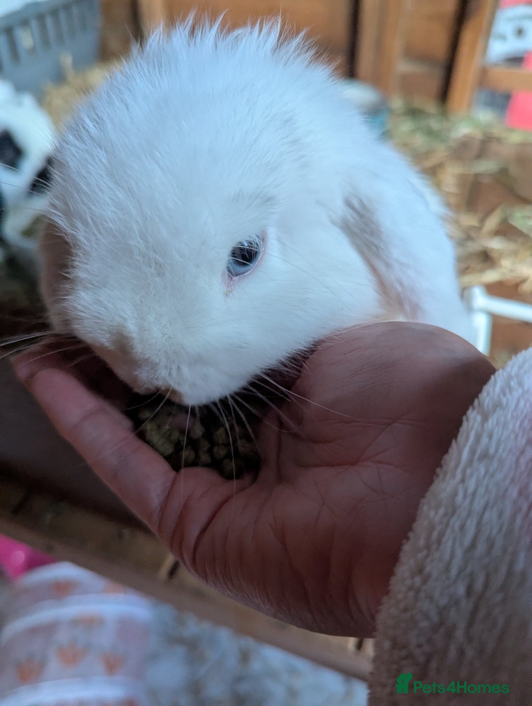 Mini Lop rabbits for sale: Monty and Muffin  - Image 8