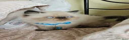 Persian cats for sale: Stunning Persian Kittens  - Advert 5