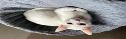 Mixed Breed cats for sale: White and tabby kittens  - Advert 3
