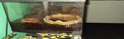 Newt reptiles for sale: Fire Salamander + tank + decor - Advert 3