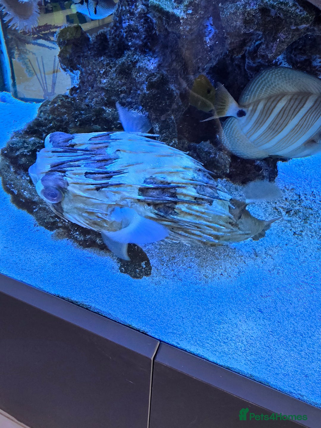 Angelfish fish for sale: Marine fish and coral - Image 9