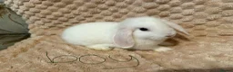 Mixed Breed rabbits for sale: Mini lop/lion lop bunnies - Advert 4