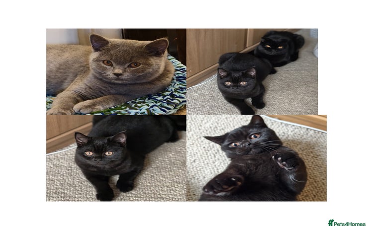 Scottish Fold cats - Advert 3