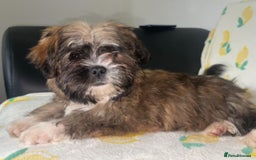 Shih Tzu dogs for sale: Lovely golden boy shih tzu for sale - Image 2