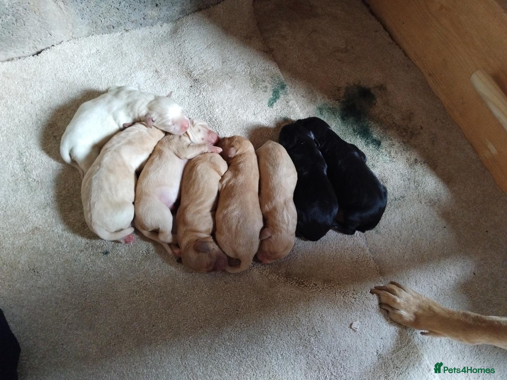 Labrador Retriever dogs 8 gorgeous Labrador puppies - Advert 2