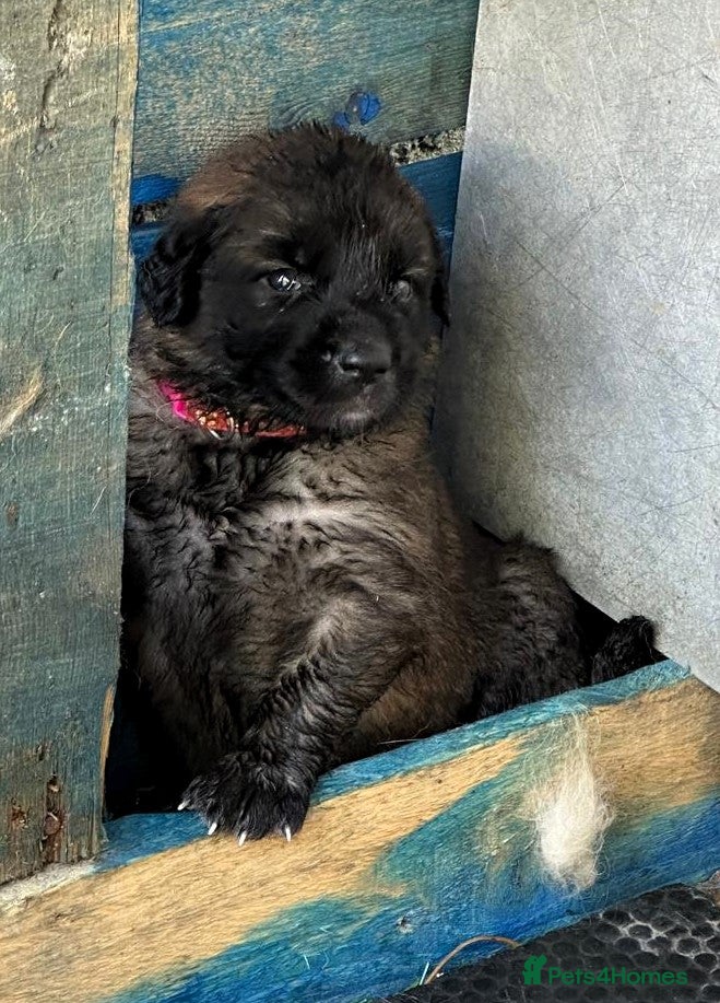 Leonberger dogs Leonberger Puppies - Advert 1