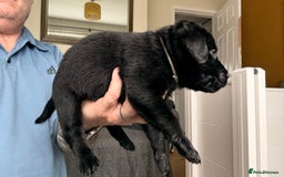 Labrador Retriever dogs for sale: Kc Reg Labrador  Puppies Health Tested Parents - Image 30