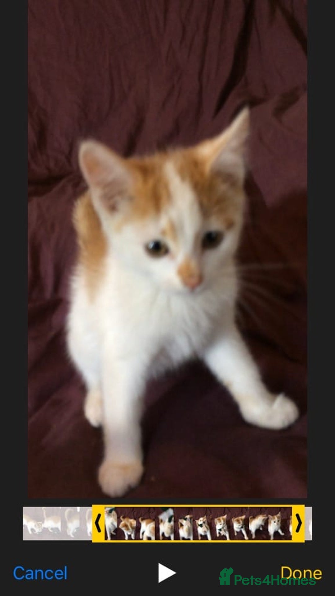 Mixed Breed cats for sale: Kittens for sale - Image 4