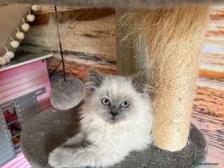 Persian cats - Advert 6