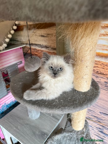 Persian cats - Advert 2