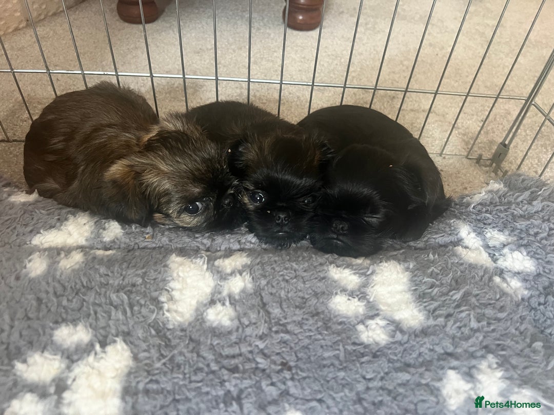 Griffon Bruxellois dogs for sale: Griffon Bruxellois Puppies - Image 11